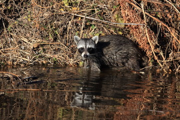 Common Raccoon in new mexico usa