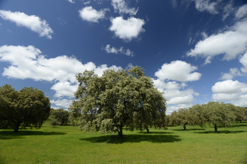 Fototapeta na wymiar Oak Tree Under Blue Sky with Clouds
