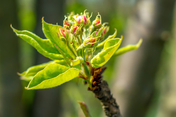 Bluete einer Birne Frueh Jahr im Garten Lenz