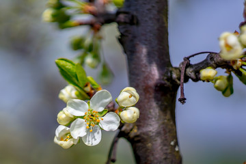 Frueh Jahr Bluete der Birne im Garten Lenz