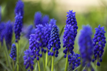 Fototapeta premium Blue Muscari - blooming spring flowers, beautiful bright background
