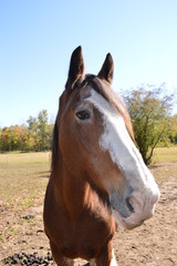 Obraz premium Clydesdale