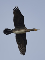 Great cormorant (Phalacrocorax carbo)