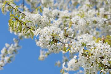 Blühende Süßkirschen, Prunus avium