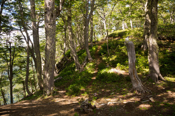 Obraz premium Widok na las na wzgórzu