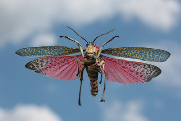 bunte Heuschrecke im Flug vor blauem Himmel und Wolken
