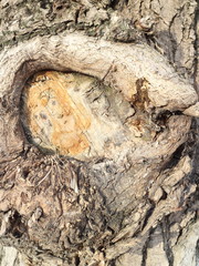 tree trunk with sawed branches