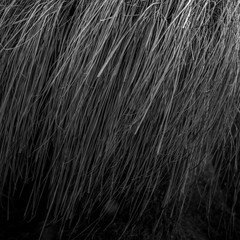 grass