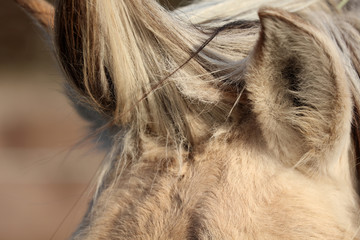 Pferd Mähne und Augen