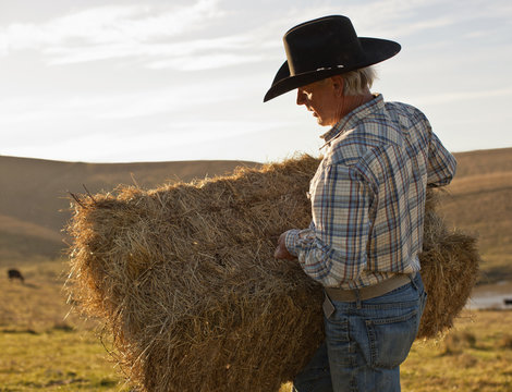 Farmer placing hay on his paddock. 
