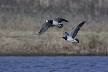 Barnacle goose (Branta leucopsis)