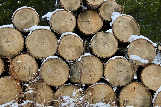 Light winter snow has fallen on stacked chopped wood rounds 
