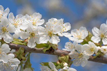 Kirschblüten, Süßkirsche, Prunus avium,
