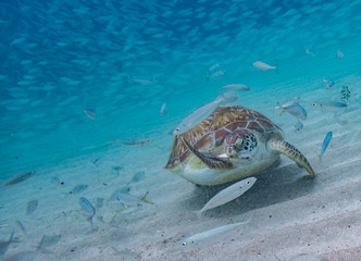  Swimming with turtles  Curacao Views