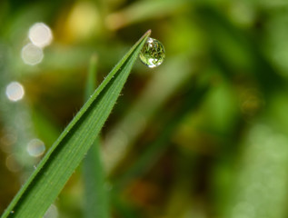 Single Water Drop on Blade of Grass