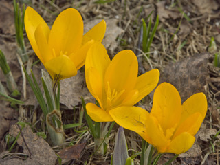 Gelber  Krokus auf Fr&uuml;hlingswiese
