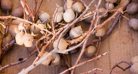 dried eucalyptus pods