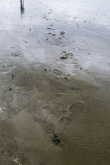 Beach at island Schiermonnikoog, protected nature reserve and popular for tourism.