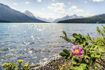 Blooming wild rose by Medicine Lake, Jasper National Park. Alberta, Canada