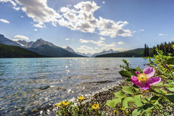 Fototapeta premium Blooming wild rose by Medicine Lake, Jasper National Park. Alberta, Canada