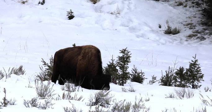 American bison or buffalo grazing in snowy field, Yellowstone National Park