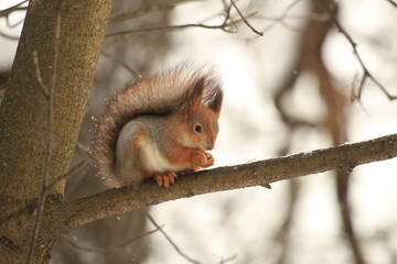 squirrel on a tree during a snowfall