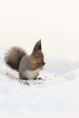 Naklejka na ściany i meble red squirrel on white snow