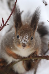 squirrel on a tree during a snowfall