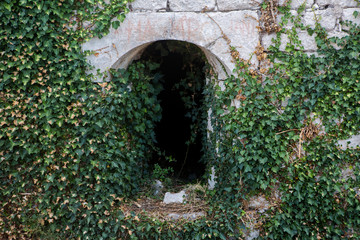 Fototapeta na wymiar ivy growing on an old tunnel