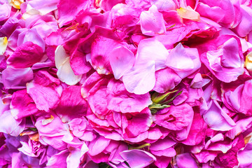 Beautiful pink rose petals. Bright gentle background