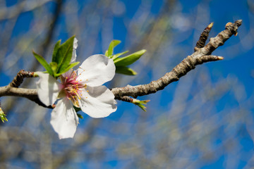 White Almond blossom set against a blue sky, vernal blooming of almond tree flowers in Spain