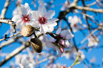Naklejka premium Kwiaty drzewa migdałowego z gałęzi i orzechów migdałowych z bliska, rozmyte tło