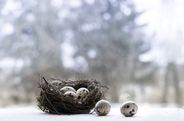 Easter nest with quail eggs 