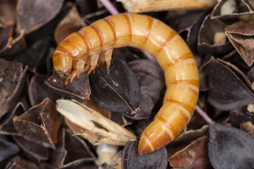Mealworms are the larval form of the mealworm beetle, Tenebrio molitor, a species of darkling beetle pest of grain and grain products as well as home products, on buckwheat