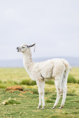 One llama along the border between Chile and Bolivia