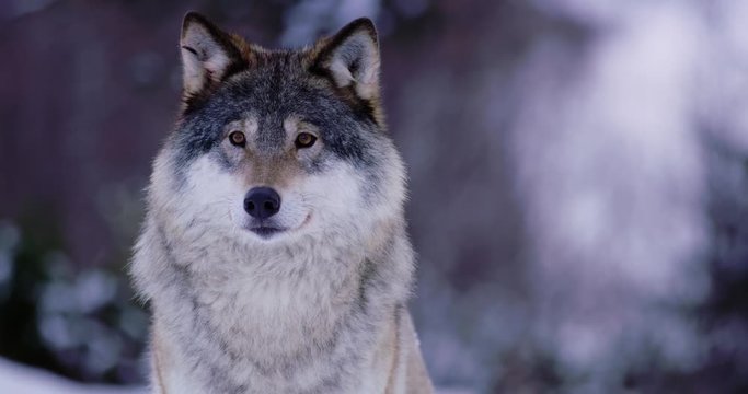 Portrait of beautiful Norwegian wolf in frosty forest