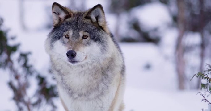 Portrait of beautiful Norwegian wolf in frosty forest