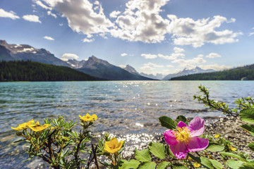 Blooming wild rose and yellow potentilla by Medicine Lake, Jasper National Park. Alberta, Canada