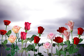 Obraz premium Róże na morzu