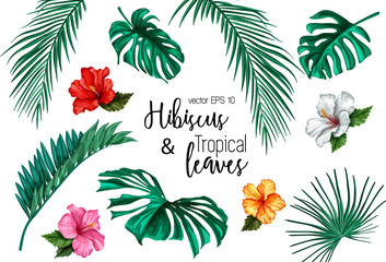 Vector tropical leaf monstera palm hibiscus set