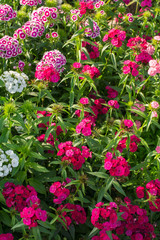 Dianthus barbatus flower in garden with sun light. Close-up.