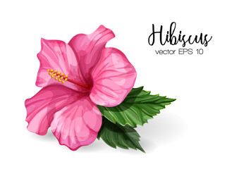 Vector realistic hibiscus flower leaves pink - obrazy, fototapety, plakaty