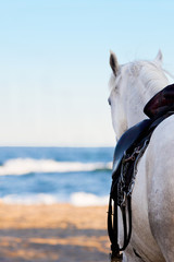 white horse