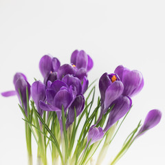 Violet Crocuses. Isolated. Spring postcard concept.