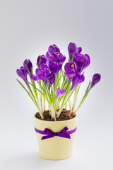 Violet Crocus in yellow pot with a ribbon. Isolated. Spring postcard concept.