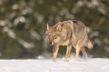 Wolf im Schnee