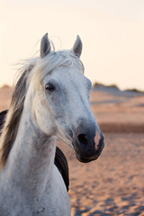 Obraz premium biały koń