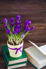 Violet Crocus in yellow pot with a ribbon. Isolated. Spring postcard concept.