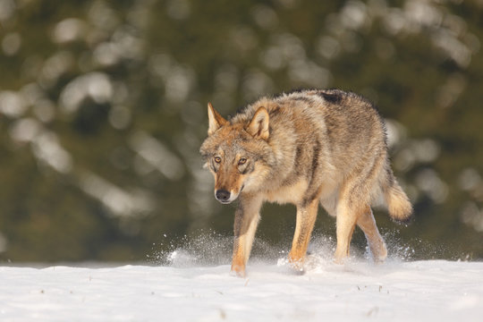Fototapeta Wolf im Schnee