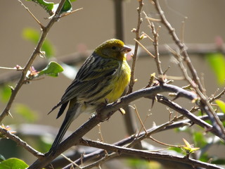 Canary perched on branch